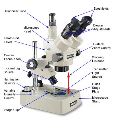 BSM350 Series Stereo Microscope